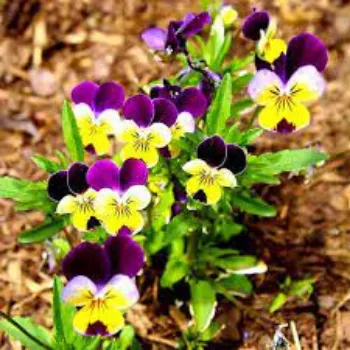 Organic Pansy Plants pansy-plant10-7973064-85384.webp