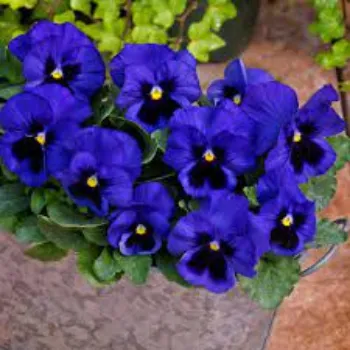 Natural Pansy Plants pansy-plant13-1860404-79820.webp
