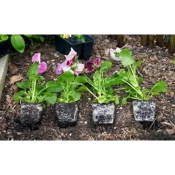 Organic Pansy Plant pansy-plant2-3641756-9551.webp