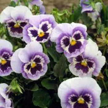 Pansy Flower Plant pansy-plant3-7876969-14114.webp