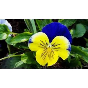 Pansy Plant pansy-plant3-9379533-93054.webp