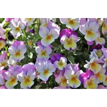 Organic Pansy Plants pansy-plant4-1731243-27204.webp