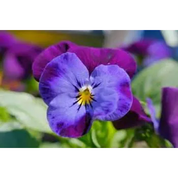 Natural Pansy Plants pansy-plant6-501727-95315.webp