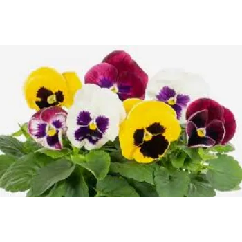 Organic Pansy Plants pansy-plant7-8306668-8044.webp