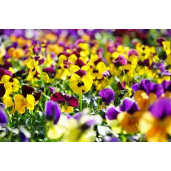 Fresh Pansy Plants pansy-plant8-6447095-39847.webp