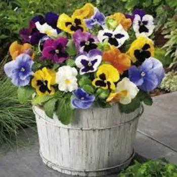 Natural Pansy Plants pansy-plants01-4229690-94879.webp