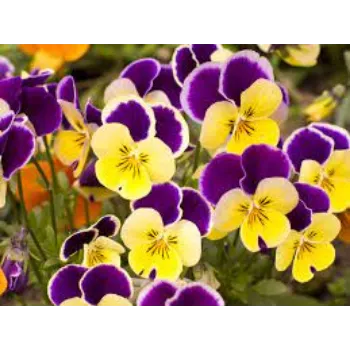Organic Pansy Plants pansy-plants05-8818336-28672.webp