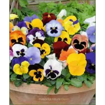 Organic Pansy Plants pansy-plants06-2157036-65601.webp