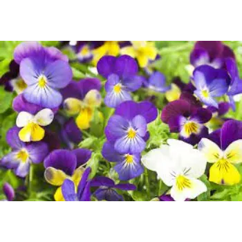 Organic Pansy Plants pansy-plants06-6169466-59871.webp