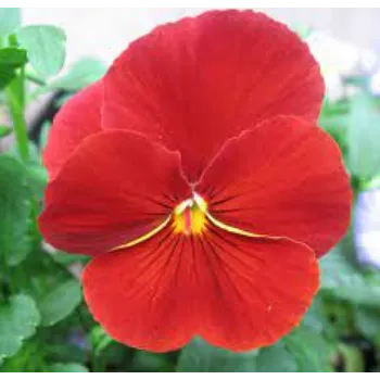 Natural Pansy Plants pansy-plants07-9761946-42230.webp