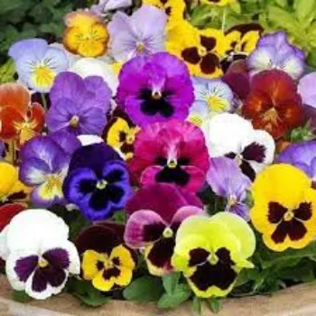 Common Pansy Plants pansy-plants09-5169507-5659.webp