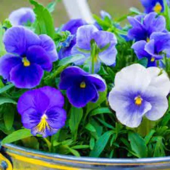 Natural Pansy Plants pansy-plants09-5346360-36299.webp