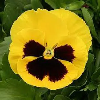 Organic Pansy Plants pansy-plants12-4092892-61031.webp