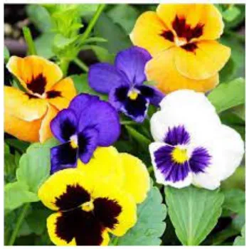 Common Pansy Plants pansy-plants13-2471772-98026.webp