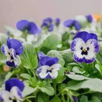 Organic Pansy Plants pansy-plants14-6678483-84332.webp