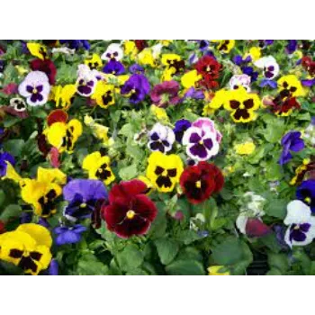 Natural Pansy Plants pansy-plants15-6023338-72618.webp