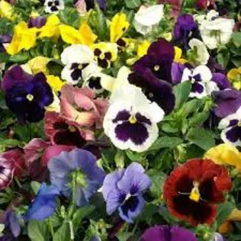Natural Pansy Plants pansy-plants15-9261699-90522.webp