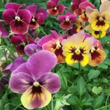 Organic Pansy Plants pansy-plants18-1330347-68514.webp