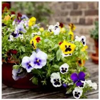 Natural Pansy Plants pansy-plants19-1849210-79956.webp