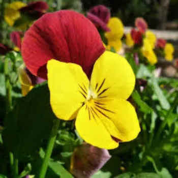 Fresh Pansy Plant pansy-plantt10-7485350-81363.webp