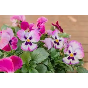 Organic Pansy Plant pansy-plantt2-9324636-30764.webp