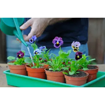 Organic Pansy Plant pansy-plantt4-3235798-77347.webp