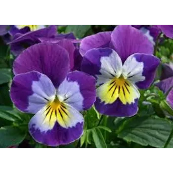 Natural Pansy Plant pansy-plantt7-9007078-88146.webp