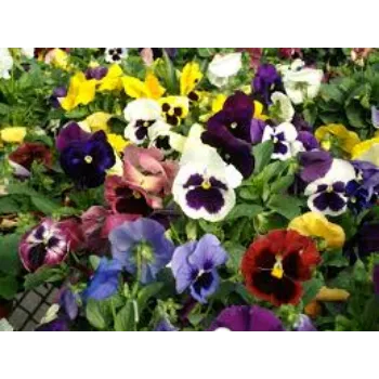 Natural Pansy Plants pansy-plantt8-2610990-58261.webp