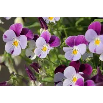 Organic Pansy Plant pansy-plnt1-2237657-34206.webp