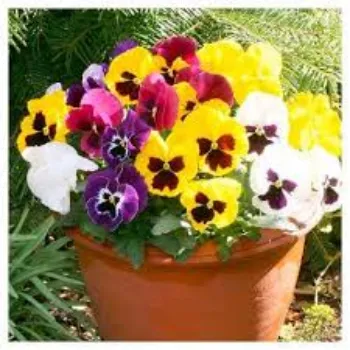 Organic Pansy Plants pansy-plnt1-4880032-89529.webp