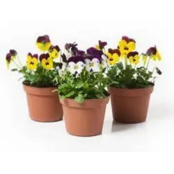 Organic Pansy Plant pansy-plnt10-6360139-90562.webp