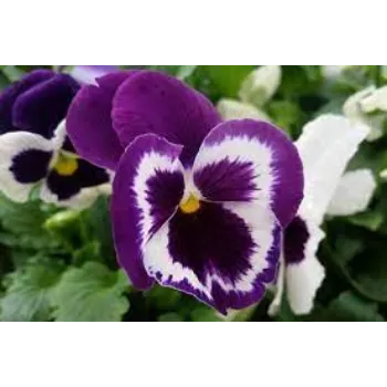 Fresh Pansy Plant pansy-plnt10-6850939-27115.webp