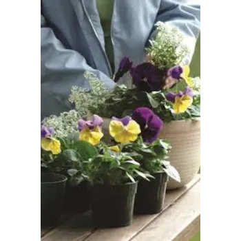 Common Pansy Plant pansy-plnt2-3016129-4204.webp
