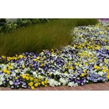 Natural Pansy Plant pansy-plnt2-6523222-58836.webp