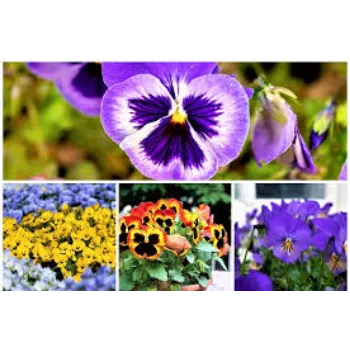 Common Pansy Plants pansy-plnt3-7957718-70796.webp