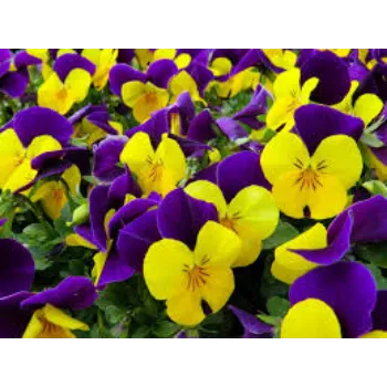 Organic Pansy Plant pansy-plnt4-8788988-3153.webp
