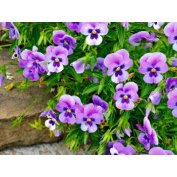 Organic Pansy Plant pansy-plnt5-164219-37935.webp