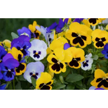 Natural Pansy Plant pansy-plnt6-1073929-39133.webp