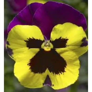 Pansy Plant pansy-plnt7-1368309-82382.webp
