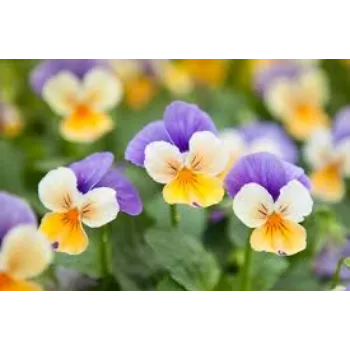 Pure Pansy Plant pansy-plnt7-3119509-63109.webp