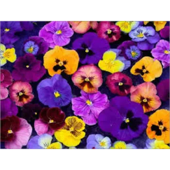 Natural Pansy Plant pansy-plnt8-3513647-12125.webp
