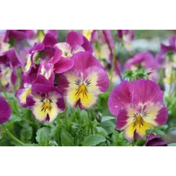 Organic Pansy Plant pansy-plnt8-5566050-34346.webp