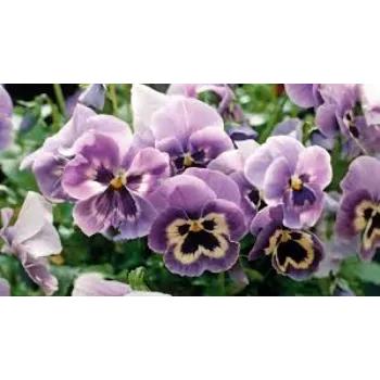 Organic Pansy Plant pansy-plnt9-1601400-89644.webp