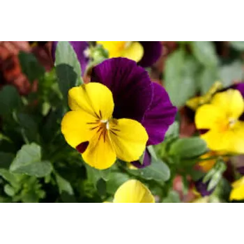 Natural Pansy Plants pansy-plnt9-8207679-49628.webp