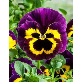Pansy Flower Plant pansy4-9829126-37028.webp