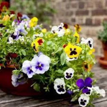 Pansy Flower Plant pansy5-7765500-31939.webp