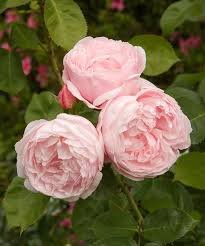 Organic Pink Rose pink-rose-01-6517116-20103.jpg