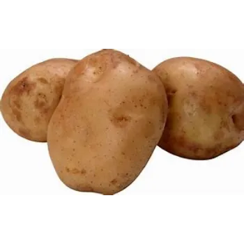 potato-01-7773681-41263.webp