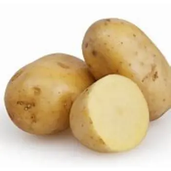 potato-01-7799496-21620.webp