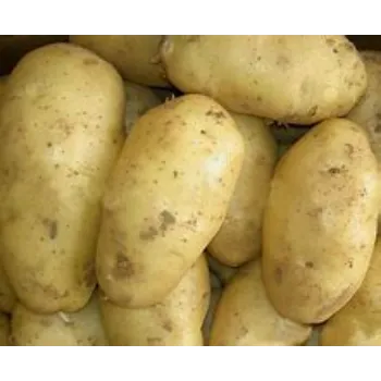 potato-04-109777-69839.webp